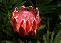 Protea. Pink Ice. Original public domain image from Flickr