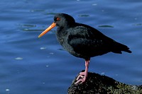 Variable oystercatcher NZ