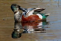 Shoveler duck.(Anas rhynchotis variegata,)