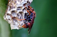 Australian paper wasp.