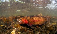 Spawning cutthroat trout, Lamar Valley by Jay Fleming. Original public domain image from Flickr