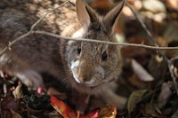 New England Cottontail