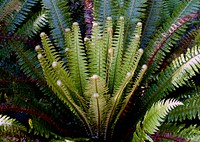 Crown Fern. (Blechum discolor)