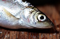 Lake Michigan BloaterBloaters are a type of deepwater cisco. Photo by Katie Steiger-Meister/USFWS. Original public domain image from Flickr