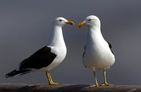 Black-backed gulls.