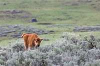 Bison calf in sagebrush by Neal Herbert. Original public domain image from Flickr