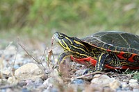 Western Painted TurtlePhoto by Courtney Celley/USFWS. Original public domain image from Flickr