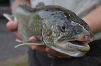 Lake TroutAdult lake trout reared at Iron River National Fish Hatchery in Wisconsin. Photo by Katie Steiger-Meister/USFWS. Original public domain image from Flickr