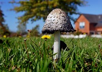 Coprinus comatus, the shaggy ink cap, lawyer's wig, or shaggy mane, is a common fungus often seen growing on lawns, along gravel roads and waste areas. Original public domain image from Flickr