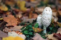 Shaggy Mane MushroomThese interesting mushrooms have color changing gills that secrete a spore-filled inky liquid. Once they are picked or have deposited spores, they will dissolve within a matter of hours!Photo by Courtney Celley/USFWS. Original public domain image from Flickr