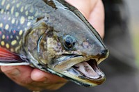 Female Coaster Brook TroutFemale coaster brook trout reared at Iron River National Fish Hatchery in Wisconsin. Photo by Katie Steiger-Meister/USFWS. Original public domain image from Flickr