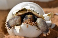 Baby Desert Tortoise. Original public domain image from Flickr