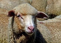 Merino lamb. Merinos vary considerably in size, conformation, and extent of skin folds, but the prevailing trend in breeding is to develop sheep of medium size, with fair mutton conformation and a minimum of skin folds. The colour of their faces and legs is white. Although they have a considerable growth of wool on their faces, it is seldom extensive enough to cause wool blindness. Original public domain image from Flickr