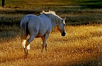 White horses are born white and stay white throughout their life. White horses may have brown, blue, or hazel eyes. "True white" horses, especially those that carry one of the dominant white (W) genes, are rare. Most horses that are commonly referred to as "white" are actually "gray" horses whose hair coats are completely white. Original public domain image from Flickr