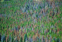 Mountain Pine Beetle Damage &mdash; Mountain pine beetle have been a natural part of the whitebark pine forest for many, many years. Their population size (and thus the severity of their damage) was naturally controlled by extremely cold winter temperatures. But recently, winter temperatures have not been cold enough to kill the beetles and their populations have increased. Whitebark pines also used to be healthy and vigorous trees because of ample precipitation and moderate summer temperatures.However, a changing climate has physiologically stressed the trees, making them susceptible to beetle infestations. This on-two punch makes it difficult for the trees to defend themselves. At USGS, researchers are monitoring the health of productivity of these forests to determine the importance and impact of changes in pine nut production on grizzly bears in the Greater Yellowstone Ecosystem. Photo credit: Don Becker, USGS. Original public domain image from Flickr