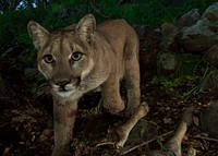 P-33 (female). Interestingly, P-33 came to the kill site first, alone. She fed by herself for about an hour before her mom and brother showed up. Original public domain image from Flickr