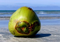 Coconuts day at the beach.