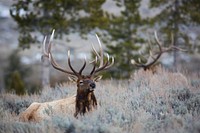 Bull elk, Blacktail Deer Plateau. Original public domain image from Flickr