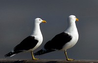 Black backed gulls.(Larus dominicanus,)