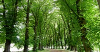 Tree lined avenue.