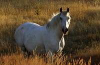 White horses are born white and stay white throughout their life. White horses may have brown, blue, or hazel eyes. "True white" horses, especially those that carry one of the dominant white (W) genes, are rare. Most horses that are commonly referred to as "white" are actually "gray" horses whose hair coats are completely white. Original public domain image from Flickr