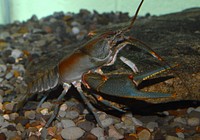 Big Sandy crayfish. Original public domain image from Flickr