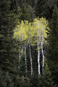 Aspen Grove, Slough Creek