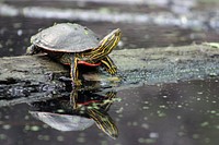Western Painted TurtleTurtles can be skittish when you first approach, but if you stay still, they&rsquo;ll often reappear - giving you a beautiful close up view!Photo by Courtney Celley/USFWS. Original public domain image from Flickr