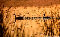 Canada geese at dawn. Original public domain image from Flickr