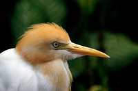 Cattle Egret (Bubulcus ibis)