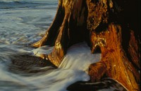 Rialto driftwood and surf. Original public domain image from Flickr