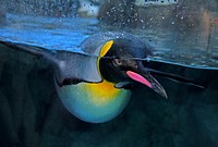 The King Penguin is very large compared to other species. It is the second largest of them all. Full grown, they can be up to three feet tall and weigh up to 35 pounds. King Penguin males are generally taller and weigh more than the females. There is no denying the overall beauty of this particular penguin. Their tall and slender build gives them a type of posture and movement that you usually don’t see with other penguins. Original public domain image from Flickr