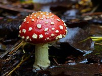 Fly Agaric.