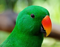 Eclectus Parrot.The eclectus parrot is a parrot native to the Solomon Islands, Sumba, New Guinea and nearby islands, northeastern Australia and the Maluku Islands. Original public domain image from Flickr