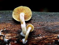 Cortinarius sp.Cortinarius is a genus of mushrooms. It is suspected to be the largest genus of agarics, containing over 2000 different species and found worldwide. Original public domain image from Flickr