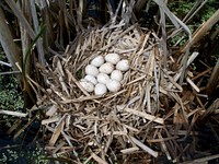 Sora NestHere's a cool sight from Morris Wetland Management District in Minnesota! Soras are secretive birds that are rarely seen, so finding a nest is a special surprise!Photo by Sara Vacek/USFWS. Original public domain image from Flickr