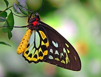 Cairns birdwing butterfly. Original public domain image from Flickr