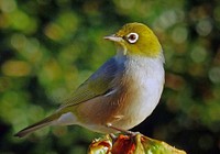 Silvereye (Zosterops lateralis) were self introduced in the 1800s and now have a wide distribution throughout New Zealand. They have made the forest their home and are now among the most common bird in suburbia too. Original public domain image from Flickr