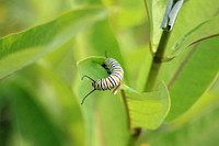 Monarch Caterpillar on Common MilkweedPhoto by Courtney Celley/USFWS. Original public domain image from Flickr