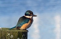 Kingfisher (kōtare)Our sacred kingfisher or kōtare is a cousin of the kookaburra in Australia. It’s ancestors flew here from Australia around 10,000 years ago. Original public domain image from Flickr