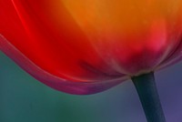 The word tulip is derived from a Persian word called delband, which means turban. It is generally believed that it was called this due to the turban-shaped nature of the flower. However, this might have been a translation error as it was fashionable to wear tulips on turbans at the time. Original public domain image from Flickr