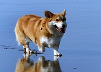 The Pembroke Welsh Corgi, is a herding dog breed, which originated in Pembrokeshire, Wales. It is one of two breeds known as Welsh Corgi: the other is the Cardigan Welsh Corgi. Original public domain image from Flickr