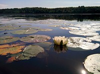 White Water LilyPhoto by Courtney Celley/USFWS. Original public domain image from Flickr