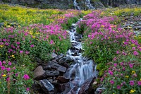 Wildflowers Below Clements Mountain. Original public domain image from <a href="https://www.flickr.com/photos/glaciernps/20360541280/" target="_blank" rel="noopener noreferrer nofollow">Flickr</a>