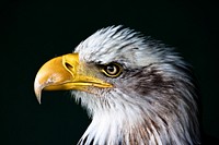 Free close up true eagle head image, public domain animal CC0 photo.
