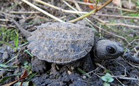 Common Snapping Turtle Hatchling