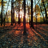 Fall colorsPhoto by Courtney Celley/USFWS. Original public domain image from Flickr