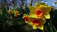 In the daffodil garden. Daffodils are suitable for planting between shrubs or in a border, or for forcing blooms indoors. They also look wonderful in a woodland garden and in large groves. You'll find that many gardeners plant the bulbs not just by the dozens but by the hundreds! Their flowers are excellent for cutting. Original public domain image from Flickr