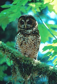 Spotted Owl. Original public domain image from Flickr