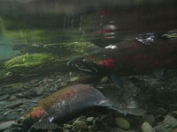 Fish salmon male female spawn Hoh. Original public domain image from Flickr
